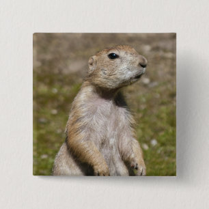 Schwarzschwanzhund Button