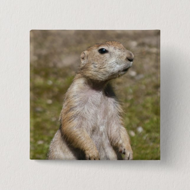 Schwarzschwanzhund Button (Vorderseite)