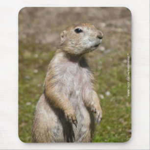 Schwarzschwanzhund Mousepad