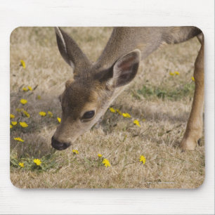 Schwarzschwanziges Weiden lassen der Rotwild Mousepad