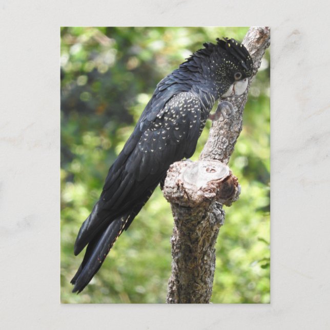 Schwarzschwanzkakadu Postkarte (Vorderseite)