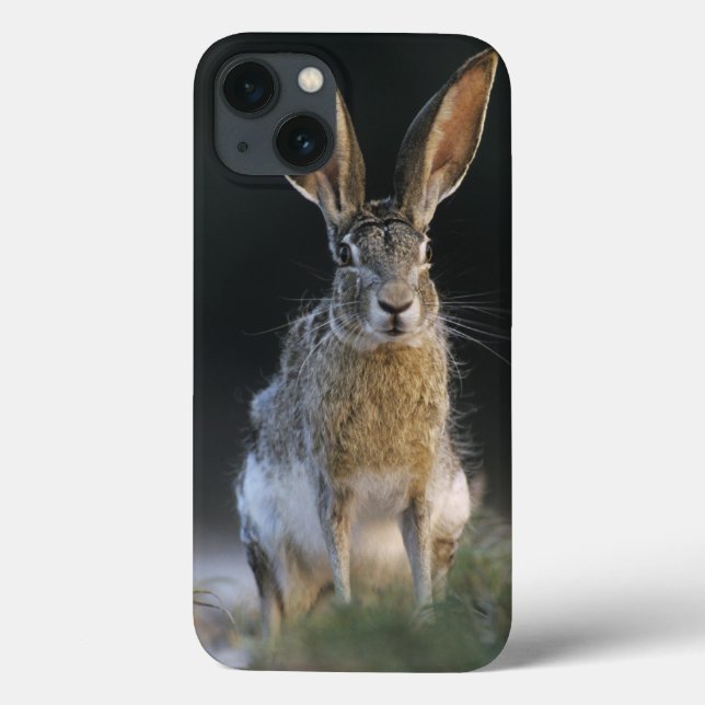 Schwarzschwanzkaninchen, Lepus californicus, 2 Case-Mate iPhone Hülle (Rückseite)