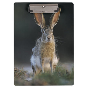 Schwarzschwanzkaninchen, Lepus californicus, 2 Klemmbrett