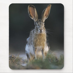 Schwarzschwanzkaninchen, Lepus californicus, 2 Mousepad