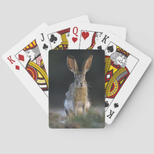 Schwarzschwanzkaninchen, Lepus californicus, 2 Spielkarten