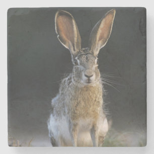 Schwarzschwanzkaninchen, Lepus californicus, 2 Steinuntersetzer