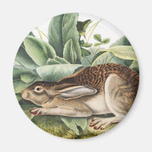 Schwarzschwanzkaninchen (Lepus negricaudatus) Magnet