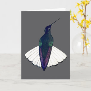Schwarzschwanzkolibri karte