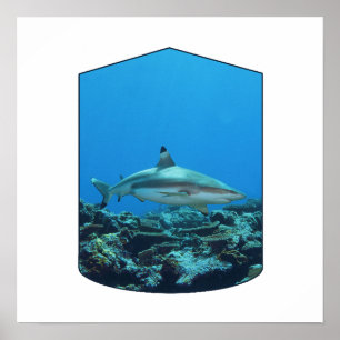 Schwarzspitzen-Riffhai, Yap Island - Fotografische Poster