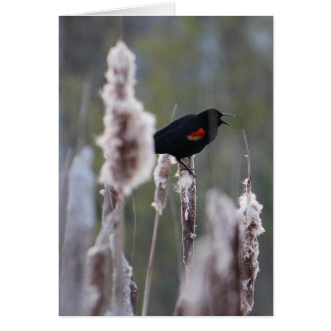 Schwarzvogel (Agelaius phoeniceus) (Vorne)
