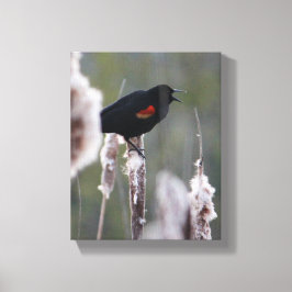 Schwarzvogel (Agelaius phoeniceus) Leinwanddruck