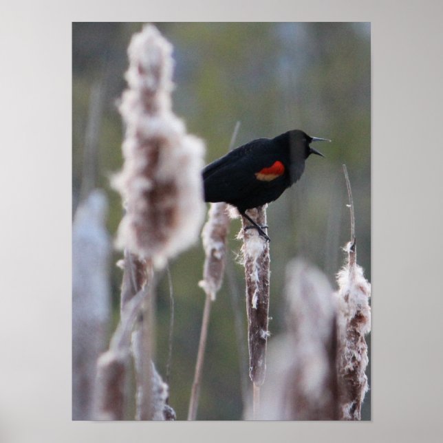 Schwarzvogel (Agelaius phoeniceus) Poster (Vorne)