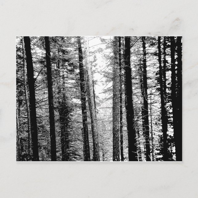 Schwarzwald in Weiß Postkarte (Vorderseite)