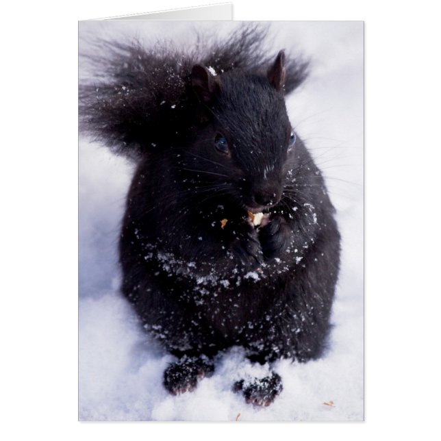 Schwarzweiß (Vorne)