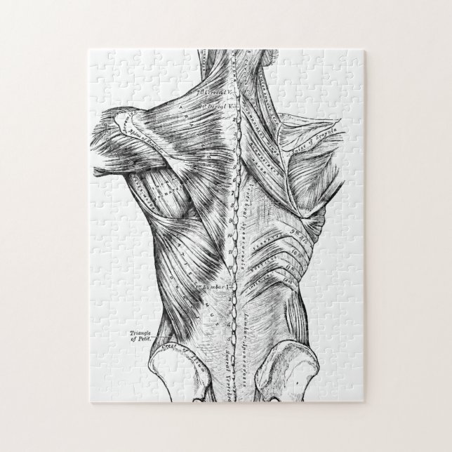 Schwarzweiss-Anatomie-Kunst-Rückenmuskel (1890) (Vertikal)