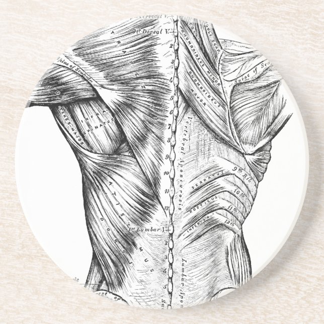 Schwarzweiss-Anatomie-Kunst-Rückenmuskel (1890) Sandstein Untersetzer (Vorne)