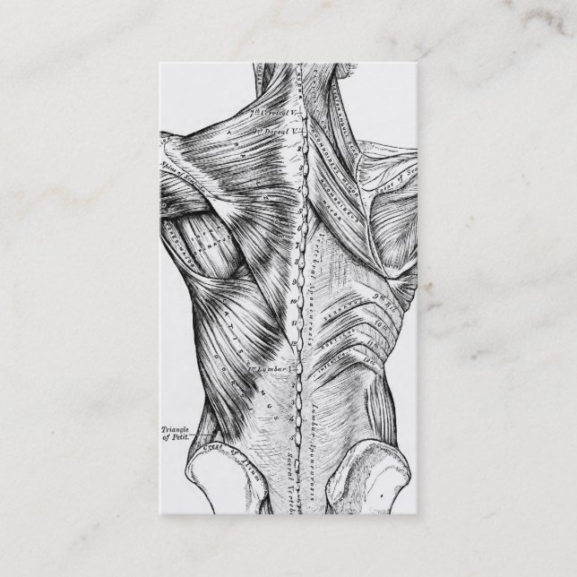 Schwarzweiss-Anatomie-Kunst-Rückenmuskel (1890) Visitenkarte (Vorderseite)