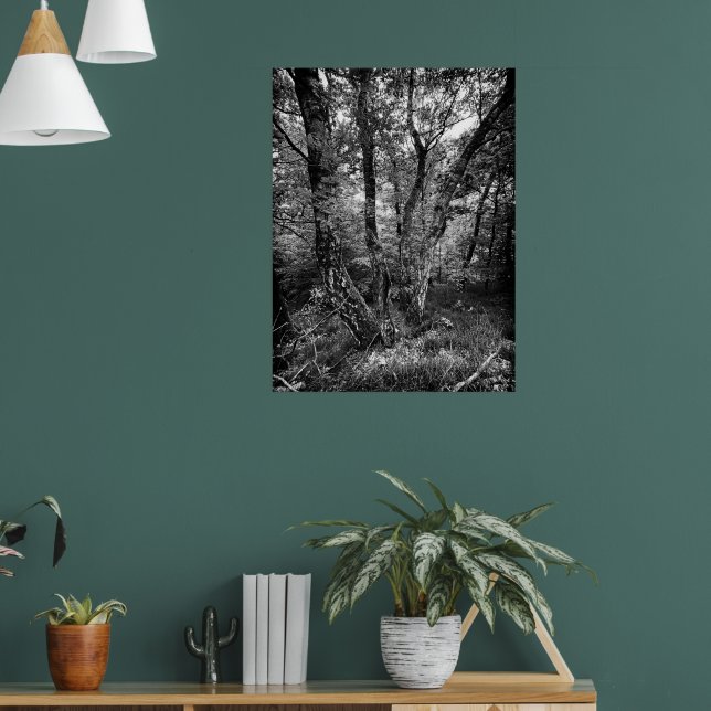 Schwarzweiß-Birkenwald Poster (Wohnzimmer 1)