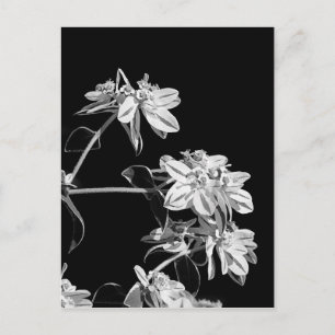 Schwarzweiß-Blume Postkarte