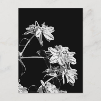 Schwarzweiß-Blume Postkarte