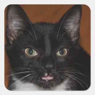 SCHWARZWEISS-CAT QUADRATISCHER AUFKLEBER