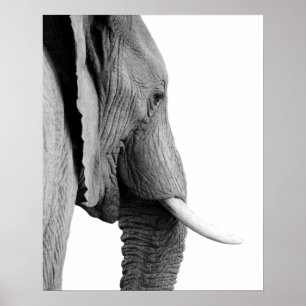 Schwarzweiss-Elefantwildes afrikanisches TierFoto Poster