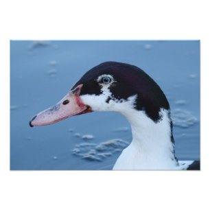 Schwarzweiss-Enten-Porträt Fotodruck