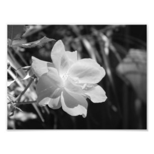 Schwarzweiss-Foto-Druck Fotodruck