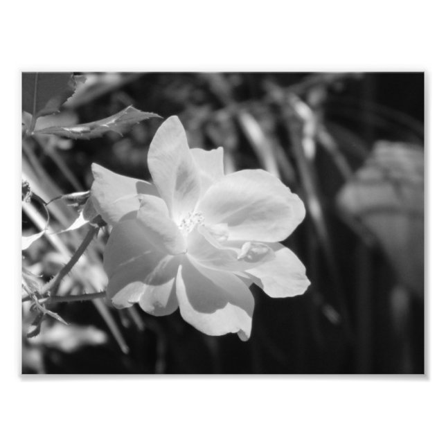 Schwarzweiß-Foto Fotodruck (Vorne)