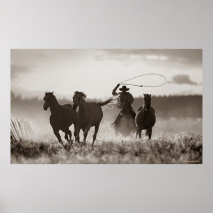 Schwarzweiss-Foto von ein Cowboy Lassoing Pferden Poster