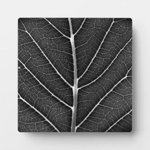 Schwarzweiß glühendes Blatt Nahaufnahme Fotoplatte