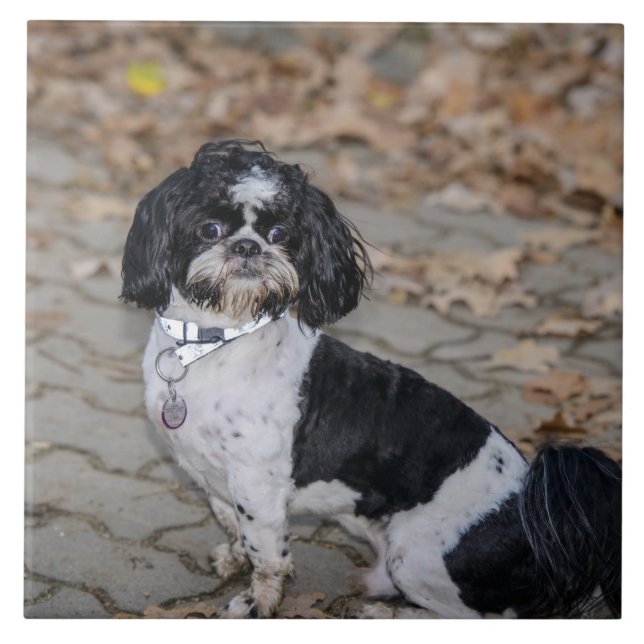 Schwarzweiss-Hund Fliese (Vorderseite)