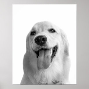 Schwarzweiss-Hundehaustiertier Peekaboo-Foto Poster