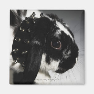 Schwarzweiss-Kaninchen mit verziertem Kragen Magnet