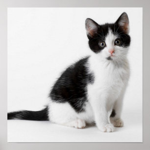 Schwarzweiss-Katze des niedlichen lustigen Poster