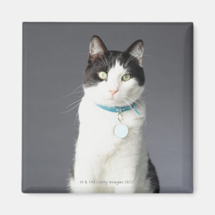 Schwarzweiss-Katze Magnet