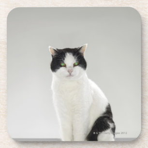 Schwarzweiss-Katze mit glühenden grünen Augen Getränkeuntersetzer