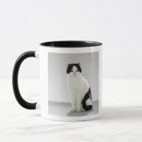 Schwarzweiss-Katze mit glühenden grünen Augen