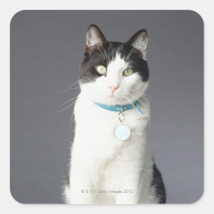 Schwarzweiss-Katze Quadratischer Aufkleber