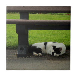 Schwarzweiss-Katze unter Bank Fliese