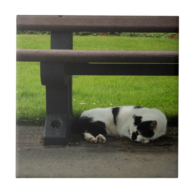 Schwarzweiss-Katze unter Bank Fliese (Vorderseite)