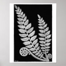 Schwarzweiß-Lace-Farn-Vintage-Plakat Kunstprint