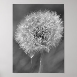 Schwarzweiss-Löwenzahn-Blumen-Fotografie Poster