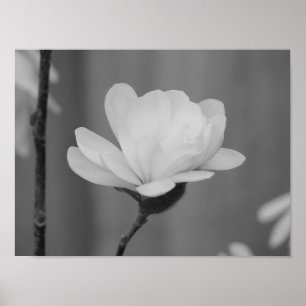Schwarzweiss-Magnoliecentennial-Blüte Poster