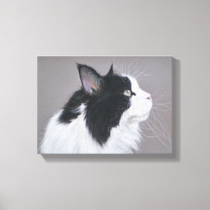Schwarzweiss-Maine-Waschbärkatze Leinwanddruck