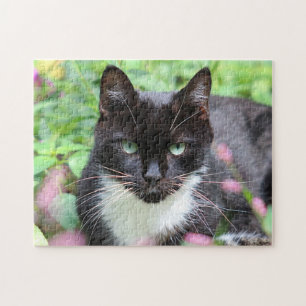 Schwarzweiss-Miezekatze im Garten