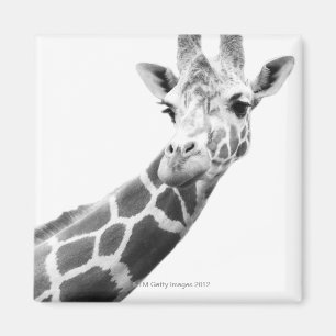 Schwarzweiss-Porträt einer Giraffe Magnet