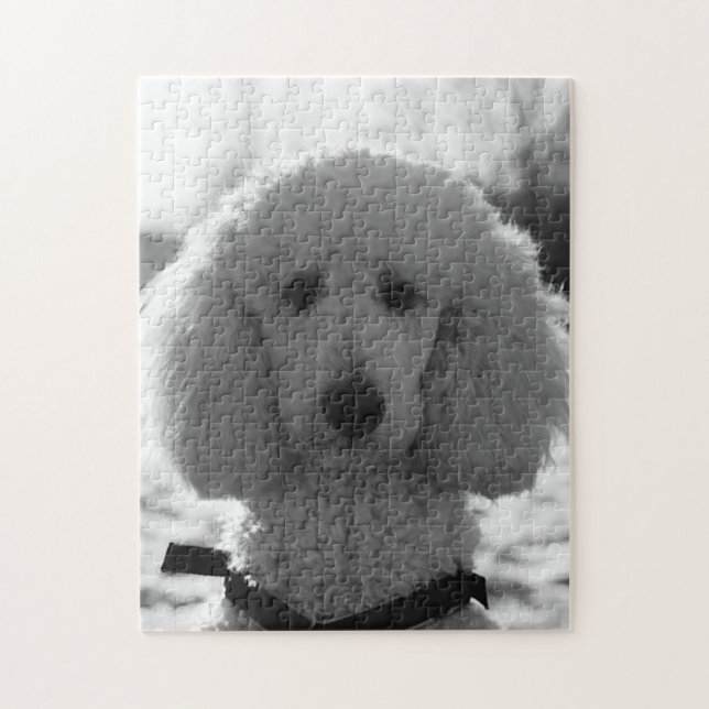 Schwarzweiss-Pudel-Gesichts-Welpen-Augen (Vertikal)