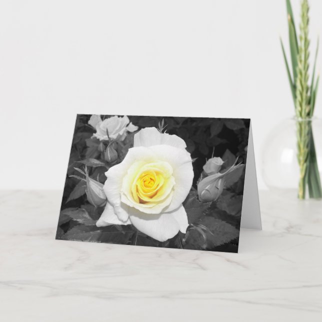 Schwarzweiss-Rose mit gelbem fokalem Karte (Vorderseite)