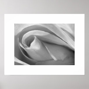 Schwarzweiss-Rosen-Plakat-Plakat-Druck Poster